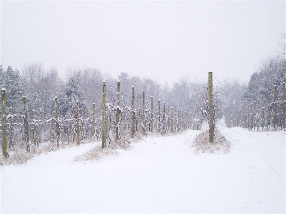 High Meadows Vineyard Inn Scottsville ภายนอก รูปภาพ